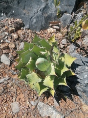 Agave potatorum (Agave potatorum)