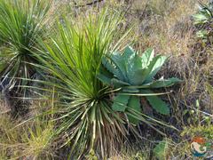 Agave potatorum (Agave potatorum)