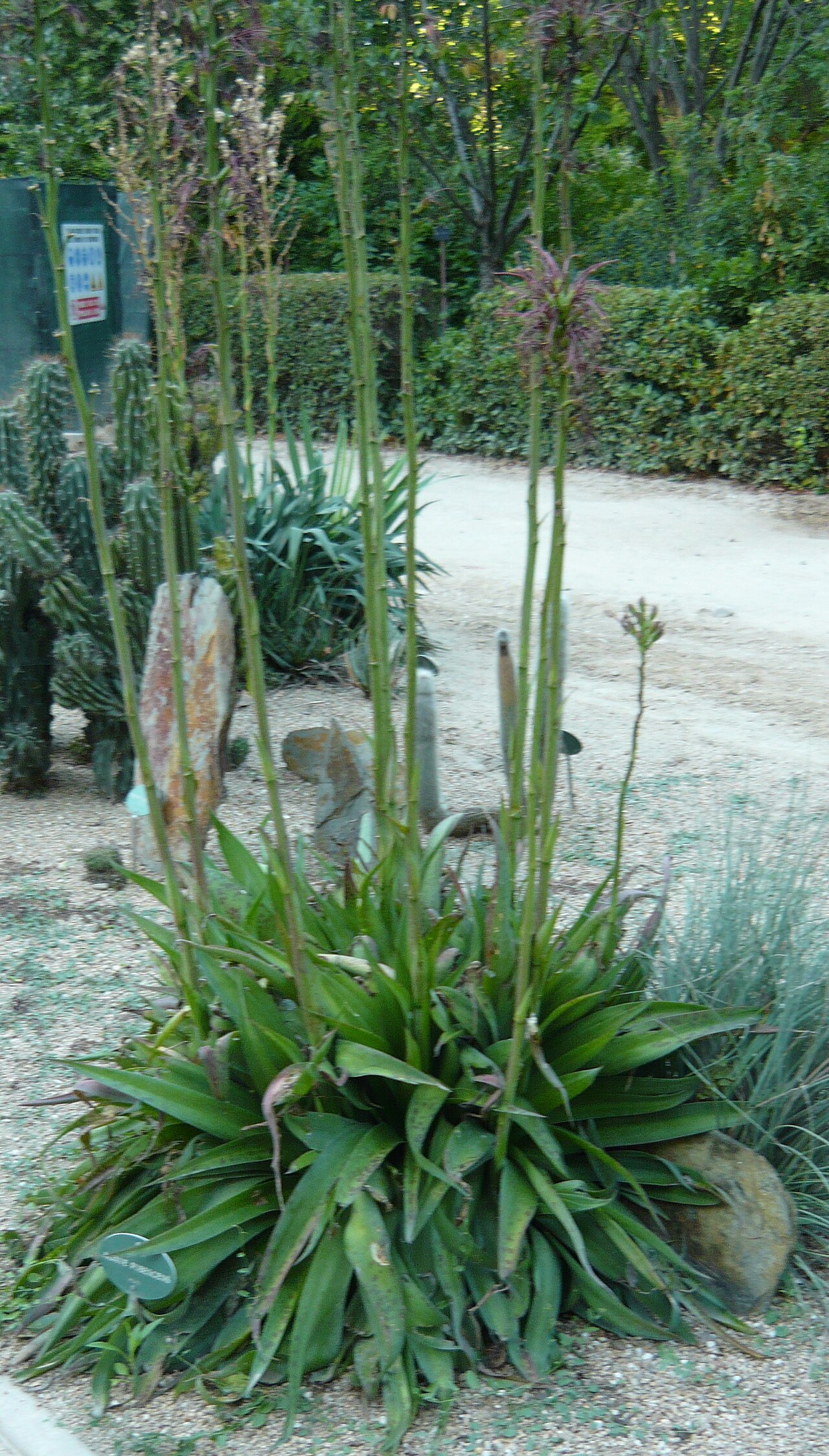 Agave pubescens: Agave pubescens . Real Jardín Botánico de Madrid .