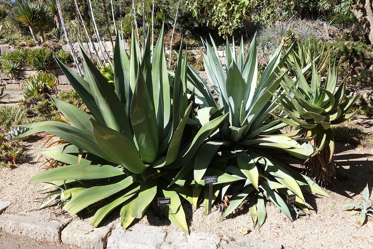 Agave salmiana: Agave salmiana specimen in the San Francisco Botanical Garden, San Francisco, California, USA. Plant identified by its botanic label.