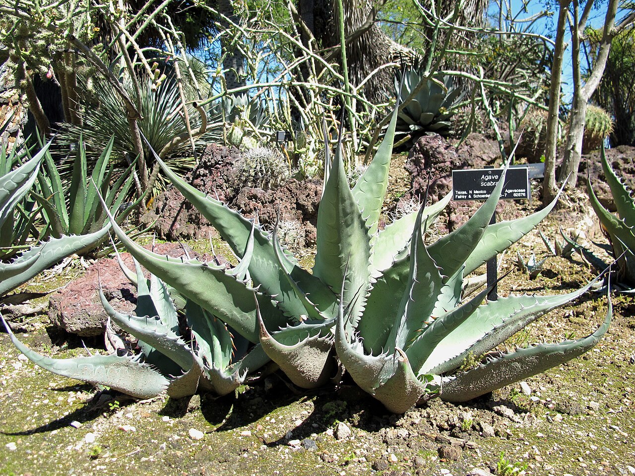 Agave scabra: Agave scabra