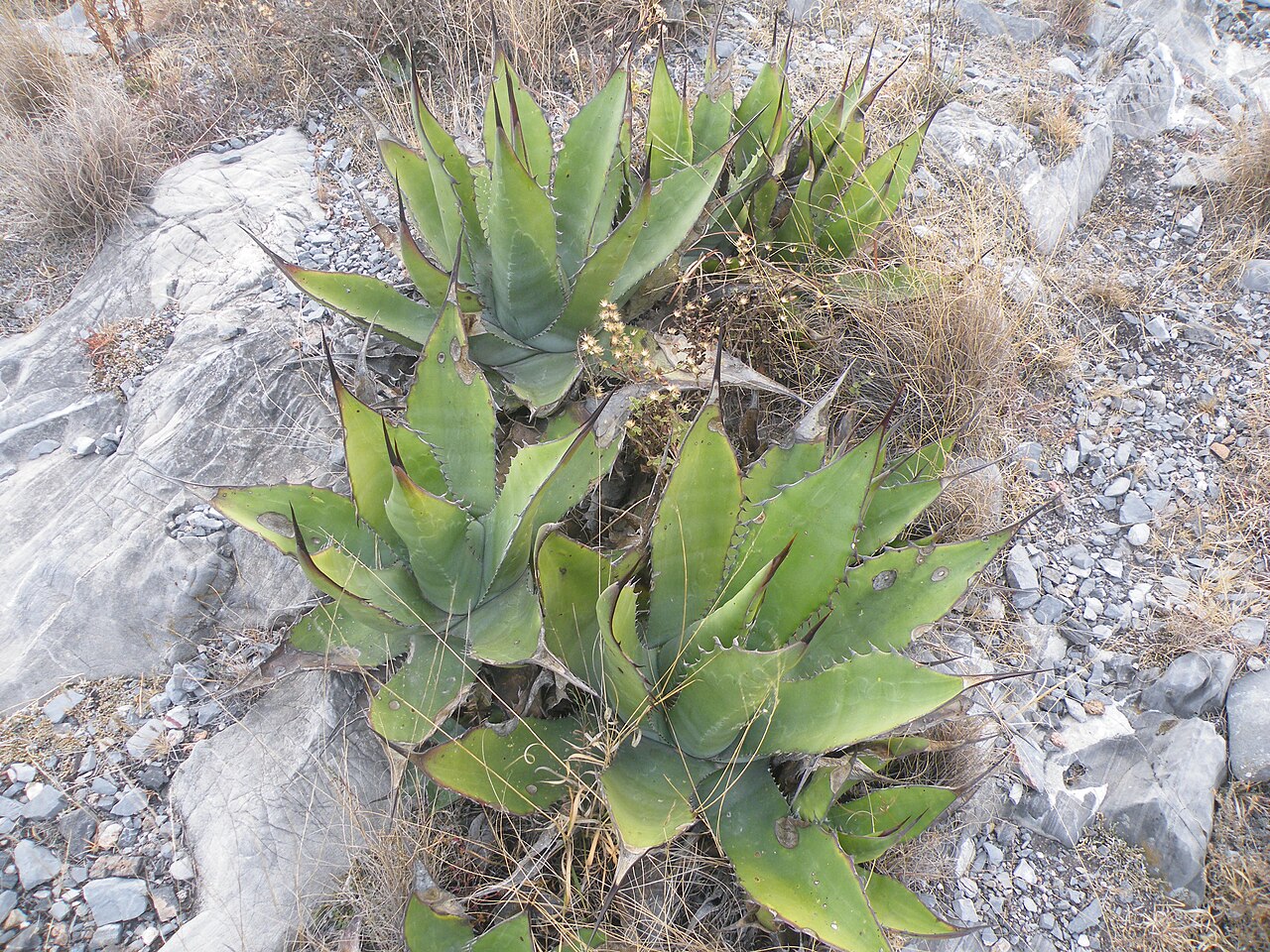 Agave scabra: Estacion La Ventura, SLP