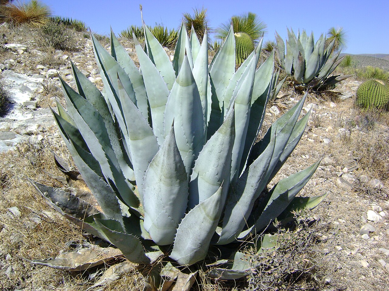 Agave scabra: Agave scabra; Doctor Arroyo, Nuevo Leon