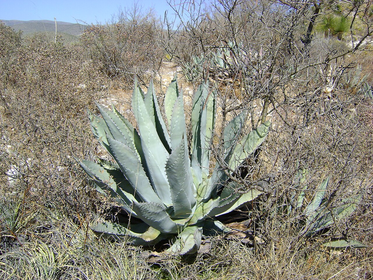 Agave scabra: Doctor Arroyo, Nuevo Leon