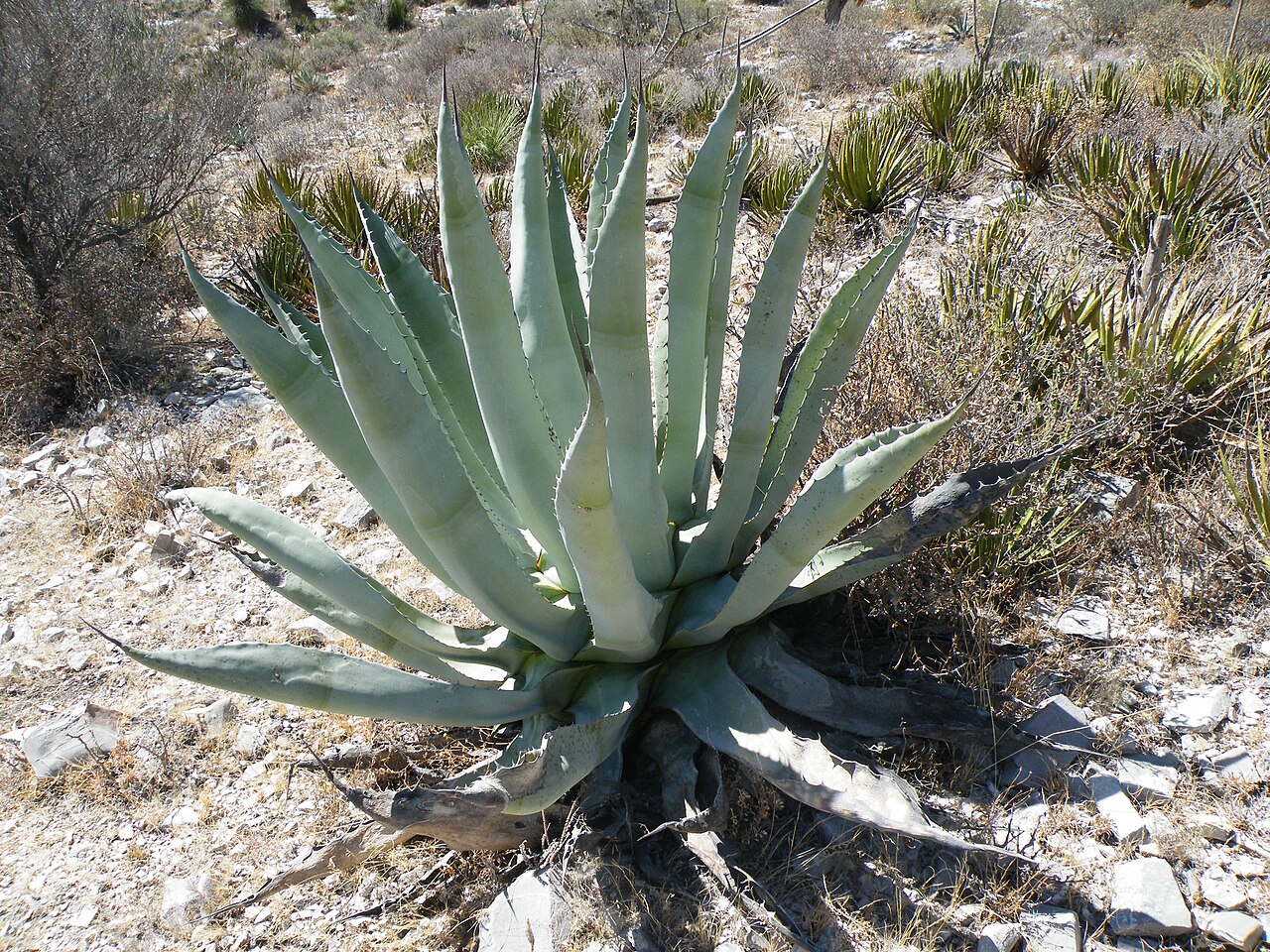 Agave scabra: Doctor Arroyo, Nuevo Leon