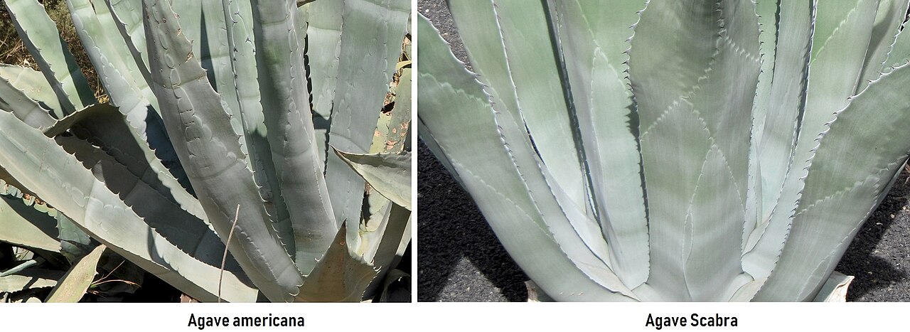 Agave scabra: Traces du cœur de la plante sur les feuilles.