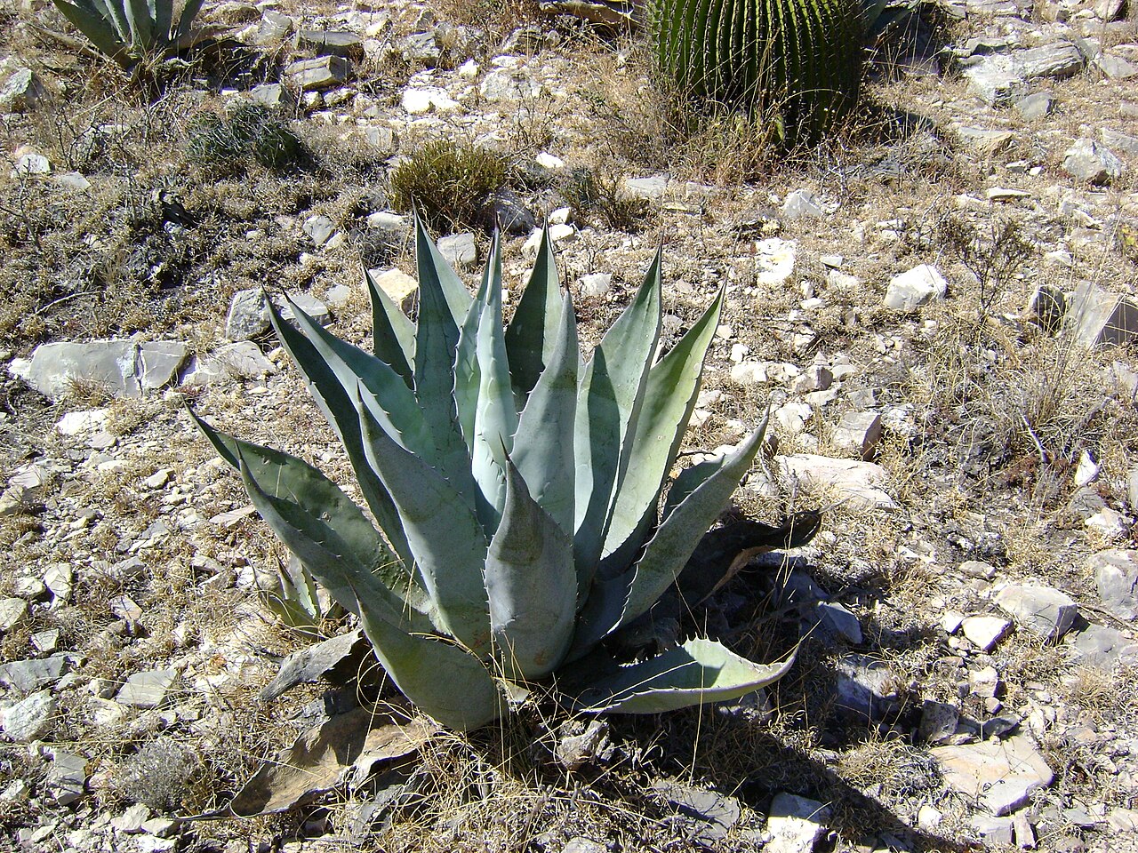 Agave scabra: Agave scabra; Doctor Arroyo, Nuevo Leon