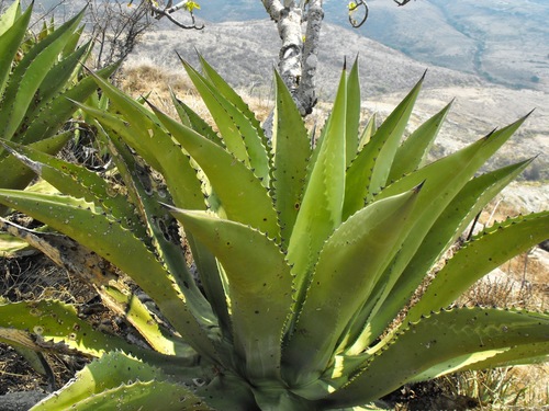 Agave scaposa (Agave scaposa)