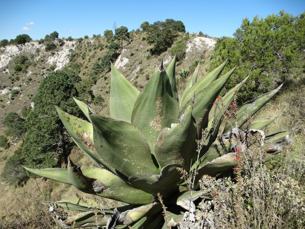 Agave scaposa (Agave scaposa)