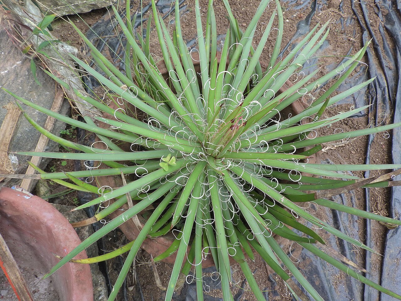 Agave schidigera: Agave schidigera-leaves light green at margins fine splitting threads.