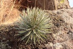 Agave schidigera (Agave schidigera)