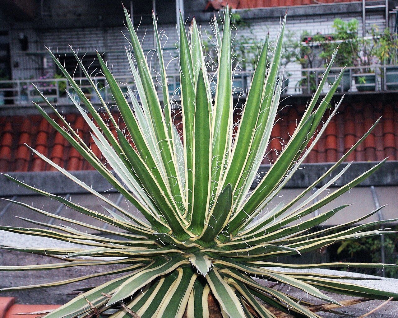 Agave schidigera: 黄邊瀧之白絲 Agave schidigera f. marginata