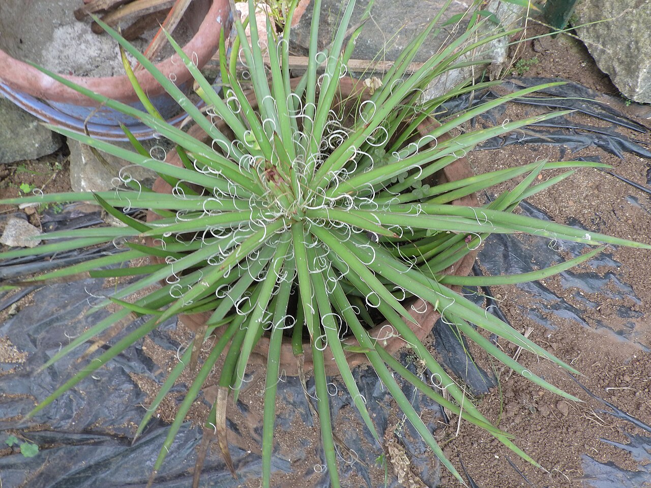 Agave schidigera: Agave schidigera-leaves light green at margins fine splitting threads.