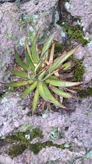 Agave schidigera (Agave schidigera)