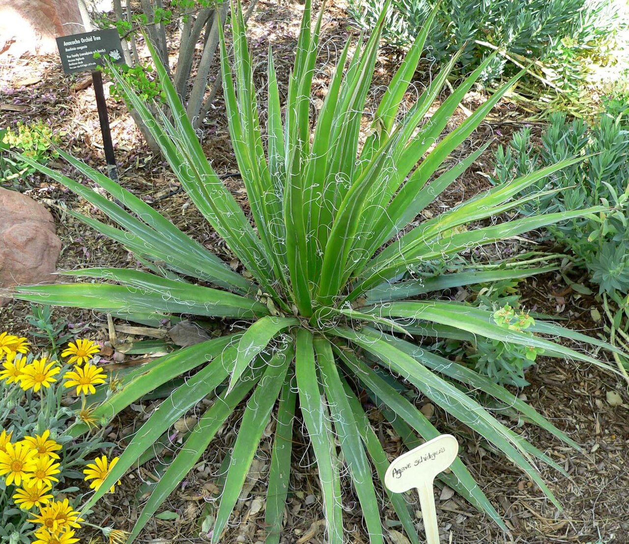 Agave schidigera: Photo of Agave schidigera at the Desert Demonstration Garden in Las Vegas, Nevada