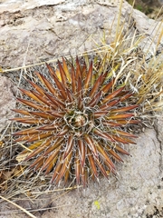 Agave schidigera (Agave schidigera)