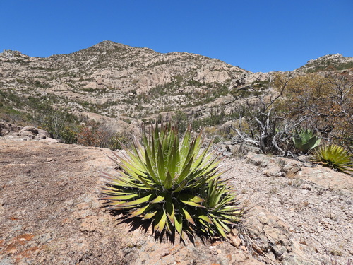 Agave schidigera (Agave schidigera)