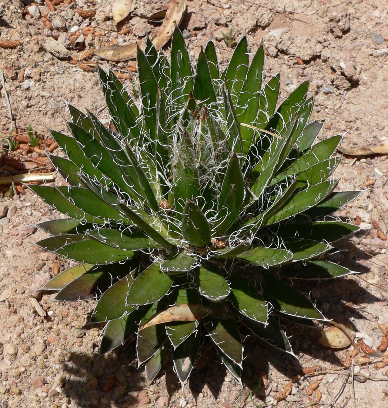 Agave schidigera: Photo of Agave schidigera 'Durango Delight' miniature at the Desert Demonstration Garden in Las Vegas, Nevada