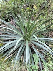 Agave schidigera (Agave schidigera)