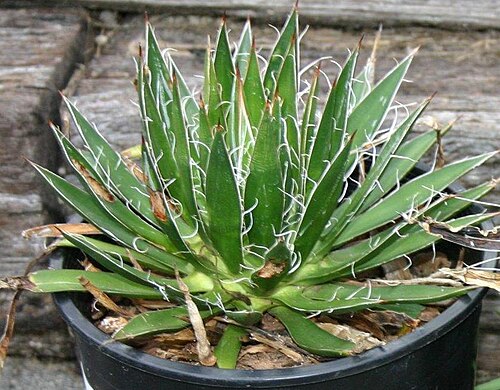 Agave schidigera: Agave