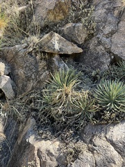 Schott's century plant (Agave schottii)