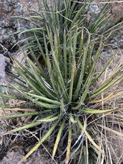 Schott's century plant (Agave schottii)