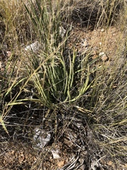 Schott's century plant (Agave schottii)