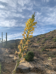 Schott's century plant (Agave schottii)