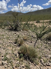 Schott's century plant (Agave schottii)