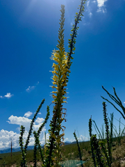 Schott's century plant (Agave schottii)