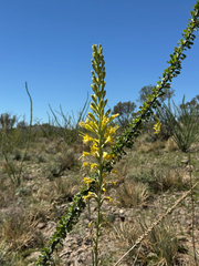 Schott's century plant (Agave schottii)