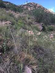 Schott's century plant (Agave schottii)