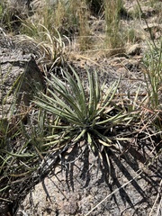 Schott's century plant (Agave schottii)