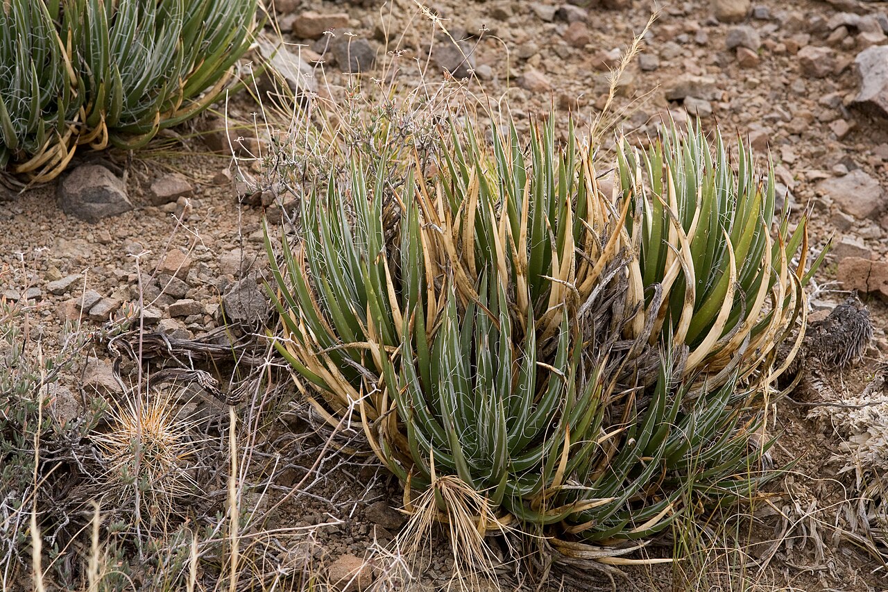 Schott's century plant: Agave schottii , Brown Mountain on the northeastern outskirts of Phoenix, 33.775 -111.841, Maricopa County, Arizona, 28 Dec 2014.