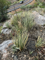 Schott's century plant (Agave schottii)