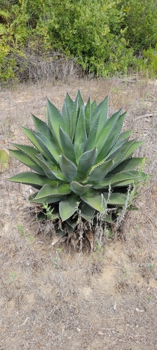 Coastal agave (Agave shawii)