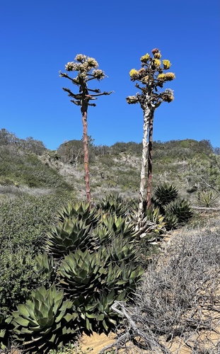 Coastal agave (Agave shawii)