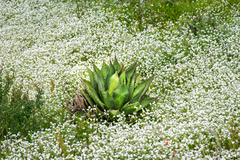 Coastal agave (Agave shawii)