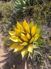 Coastal agave (Agave shawii)