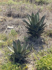 Coastal agave (Agave shawii)