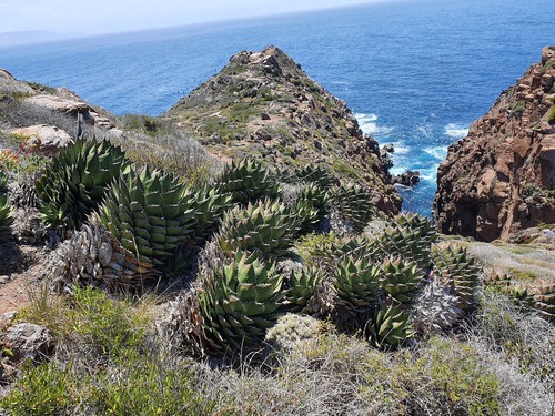 Coastal agave (Agave shawii)