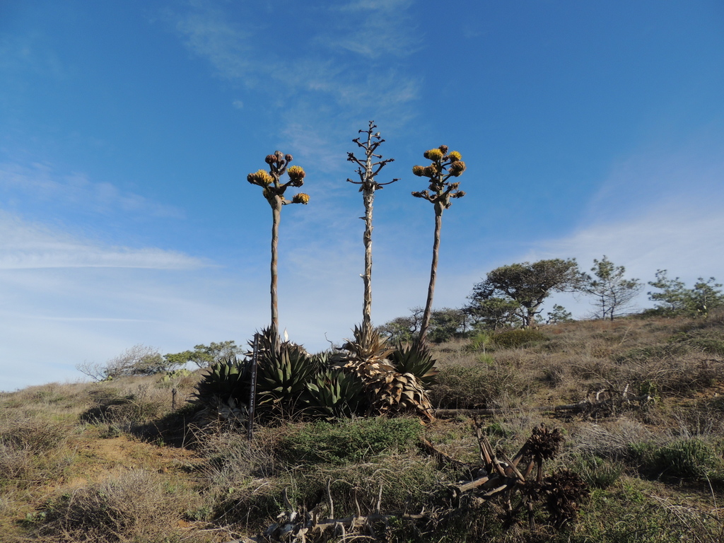Coastal agave (Agave shawii)