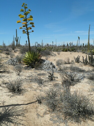 Coastal agave (Agave shawii)