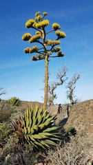 Coastal agave (Agave shawii)