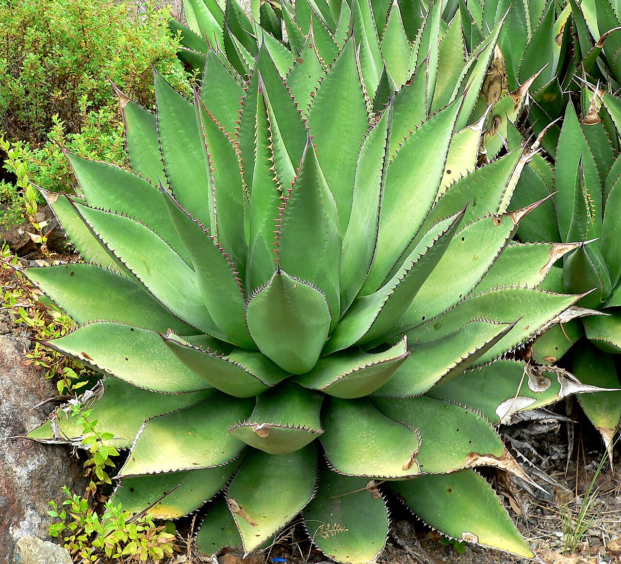 Coastal agave: Photo of Agave shawii at Regional Parks Botanic Garden