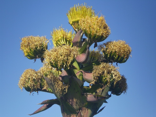 Coastal agave (Agave shawii)