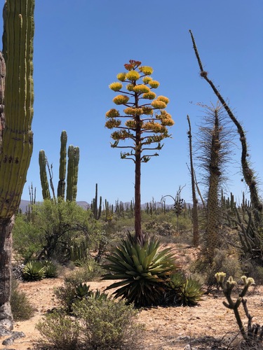 Coastal agave (Agave shawii)