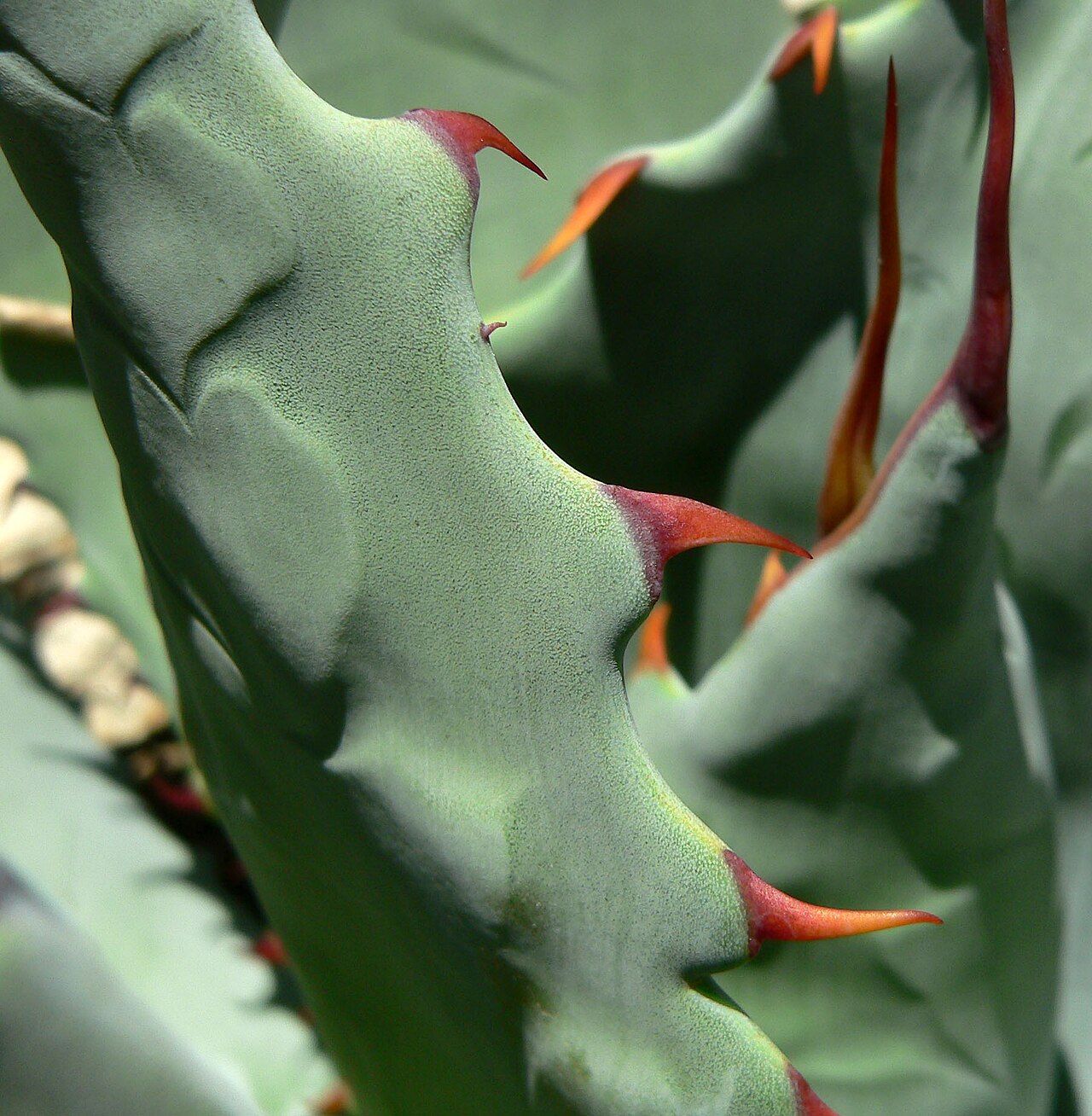 Agave shrevei: Agave shrevei subsp. shrevei at the University of California Botanical Garden , Berkeley, California