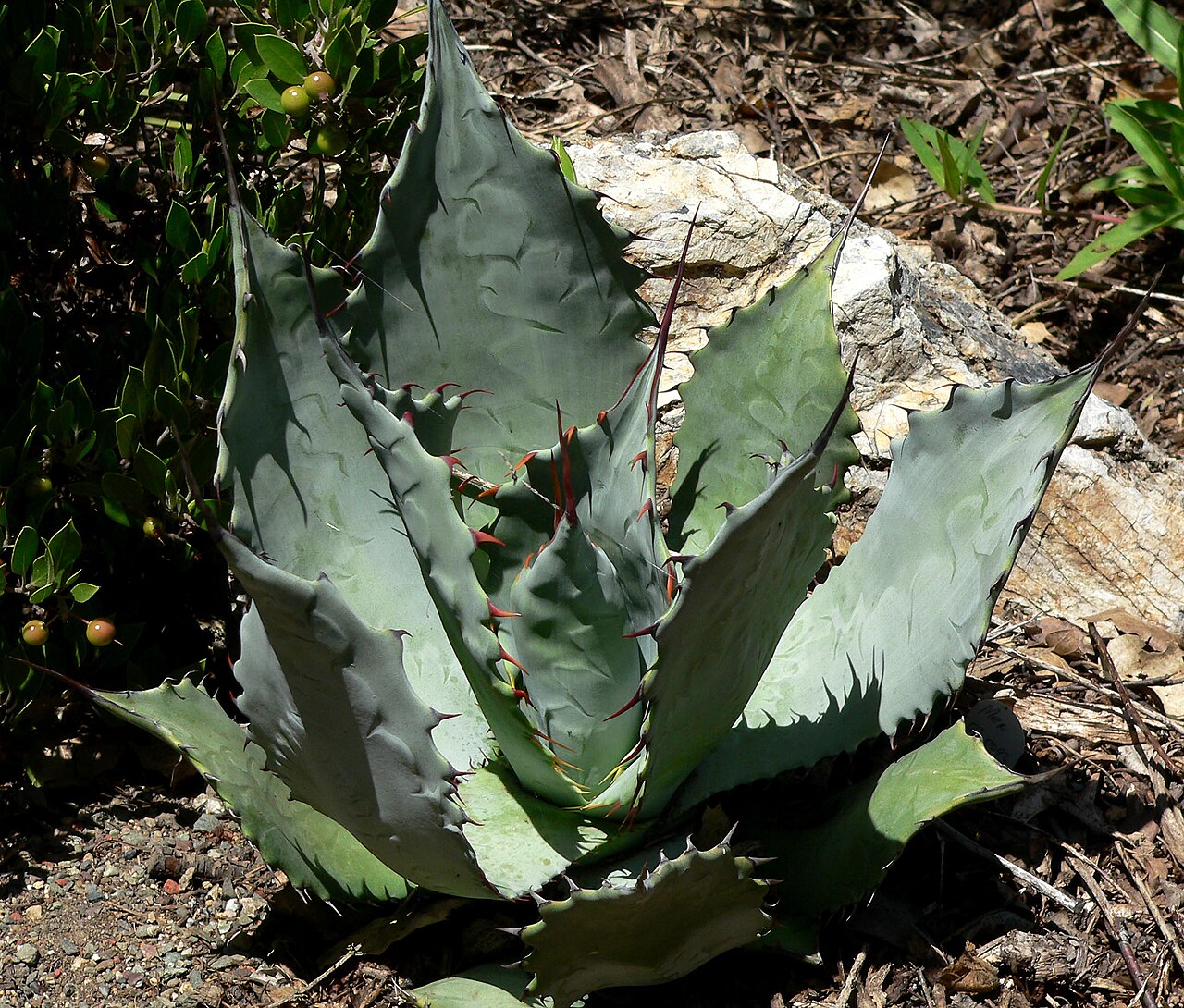 Agave shrevei: Agave shrevei subsp. shrevei at the University of California Botanical Garden , Berkeley, California