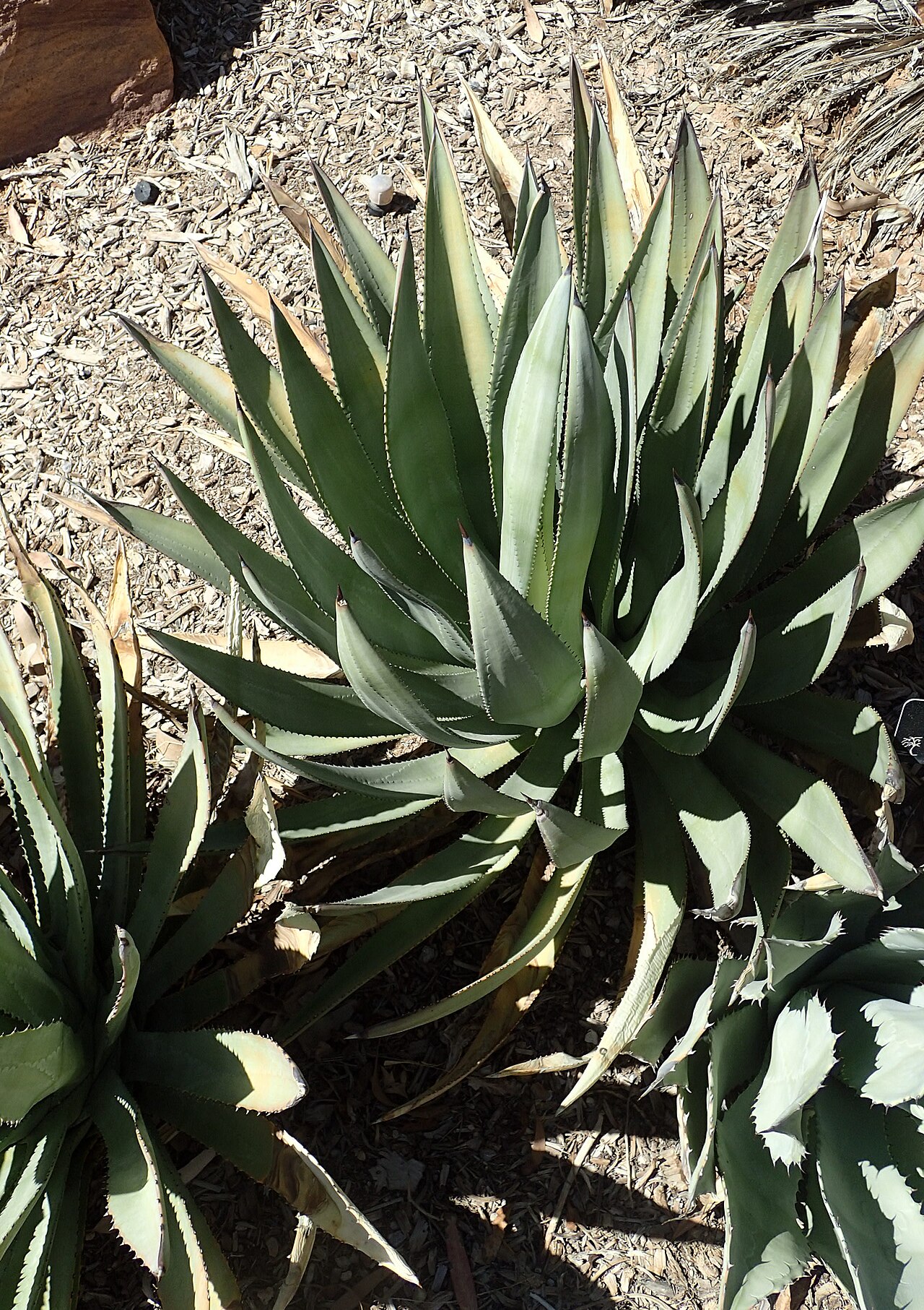 Agave shrevei: Agave shrevei at Springs Preserve in Las Vegas